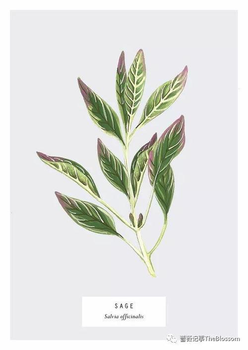 香草简史——厨房花园里的手绘植物