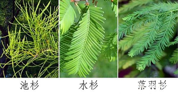 雀儿山公园如何区分池杉水杉和落羽杉