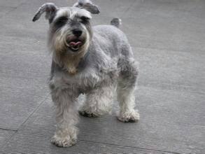 灰色黑鼻子的狗是什么狗?谁能告诉我最好再给张图片