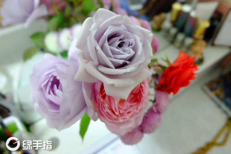 贵族礼光·月季