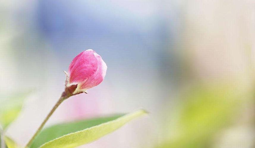 春意的轮回凤凰诗社Ⅱ五洲诗轩实力诗人现代诗专辑