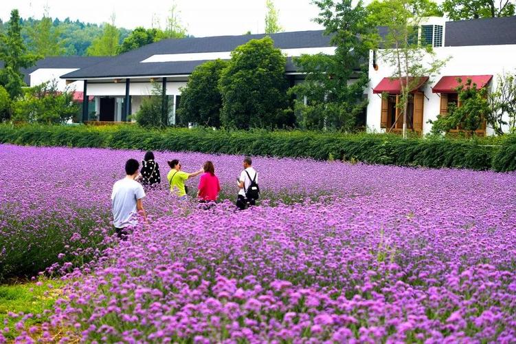 绵阳旅游"关注   夏天就到原香·国际香草园   超多玩法,缤纷整个