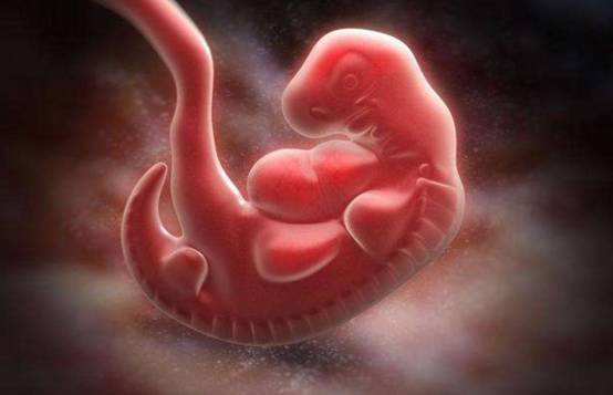 胎儿发育第6周都会长一个短尾巴为何生下来就没了