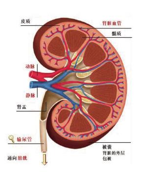 肾脏解剖图