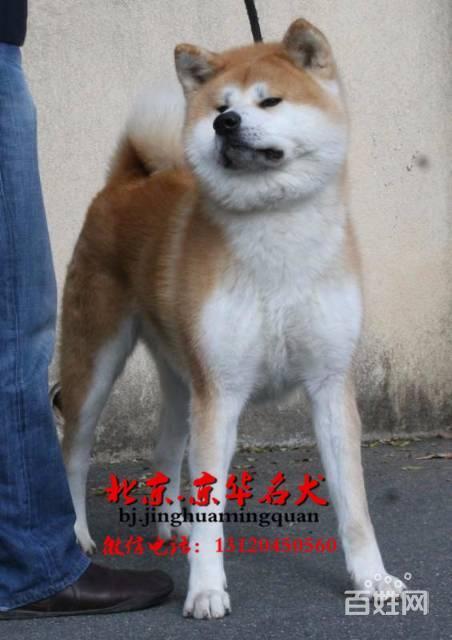 北京哪里出售日本秋田 北京京华名犬直销3个月秋田