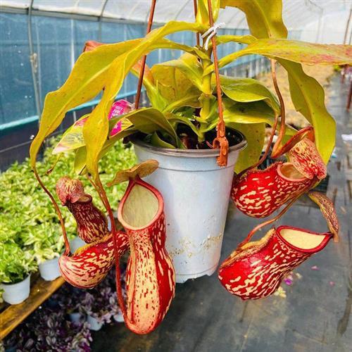 含盆盆栽猪笼草室内客厅阳u台食虫植物好养非常容易绿植捕蝇草