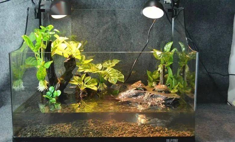 龟缸造景,还是要以龟为本_环境