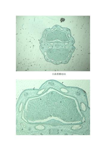 小茴香显微鉴定.docx 8页