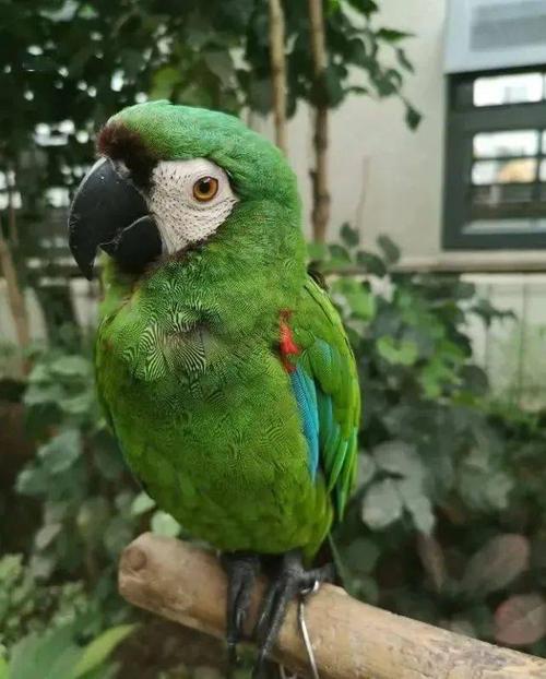 4千元内的4种中小型鹦鹉,居然有金刚鹦鹉,你最想养第几种鹦鹉?