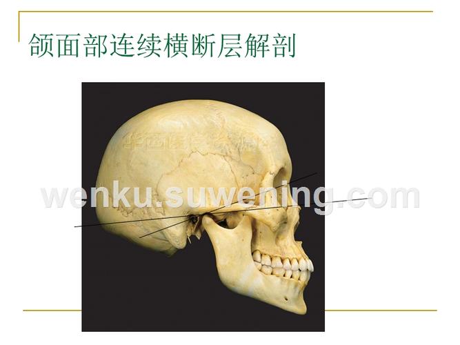 和血管神经等 向上通颞窝 窝前壁为上颌骨体和颧骨 内壁为翼突外侧板
