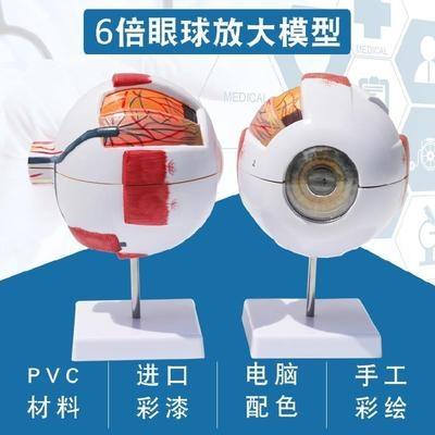 i内部可拆构造6倍放大眼部眼神c经可拆卸解剖学五官科眼睛模型瞳