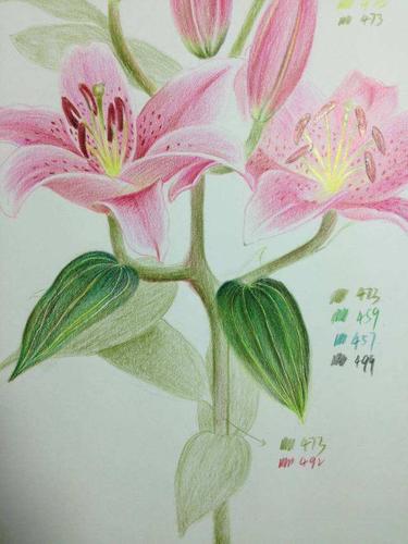 彩铅笔画花朵图片唯美