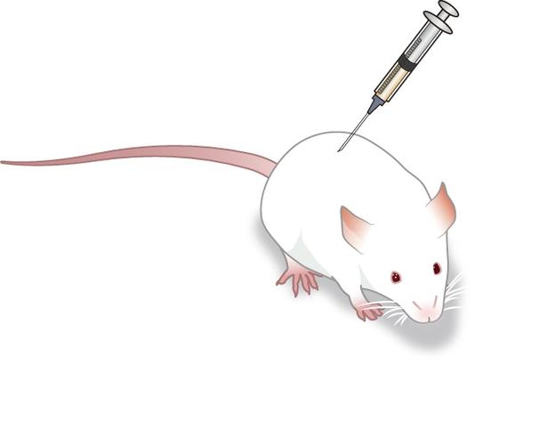 6.给小鼠加入注射器