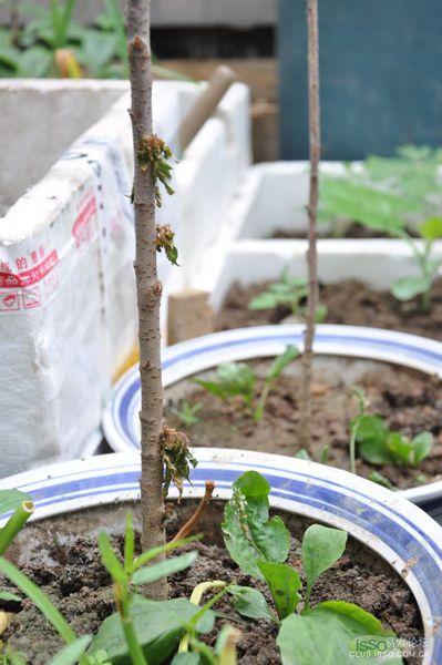 樱桃树发芽后枯萎 请问怎么回事 谢谢