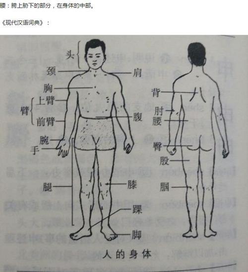 为什么老人说小孩没有腰,腰具体指的是身体的那个位置