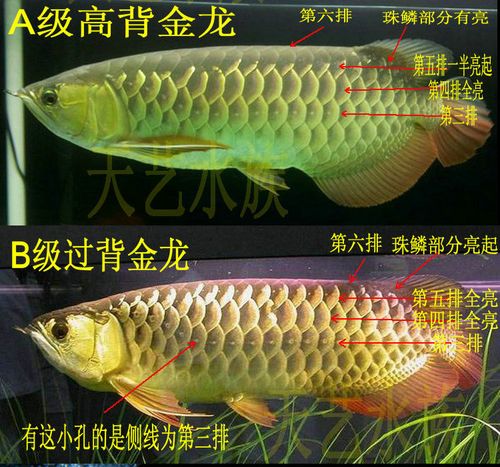 渔场直销纯种24k蓝底b级过背高背金龙鱼红龙鱼活体鱼热带鱼观赏鱼