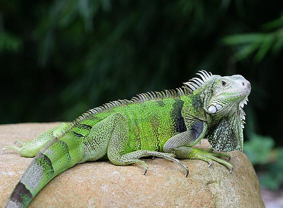 绿鬣蜥的从何而来