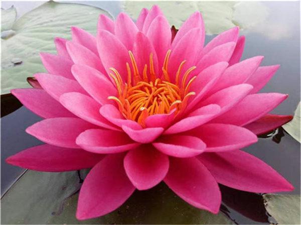 睡莲-广安睡莲种子产地价格