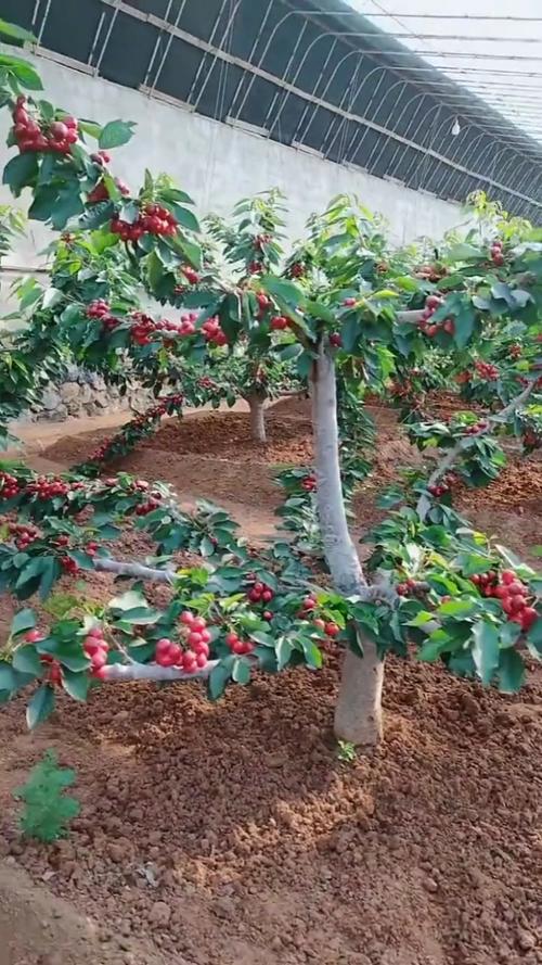 记录生活#矮樱桃树结果快产量高又好管理.