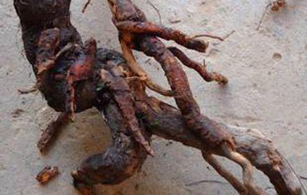 武功山纯天然野生猕猴桃根 藤梨根 抗癌 抗肿瘤 护肝