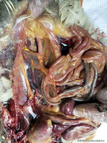 ③心包积液,心外肌明显出血,疑似有病毒性疾病,如腺病毒和病毒性感冒