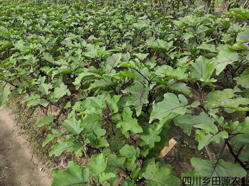 河北茄子苗怎么栽,茄子苗供应-行业推荐