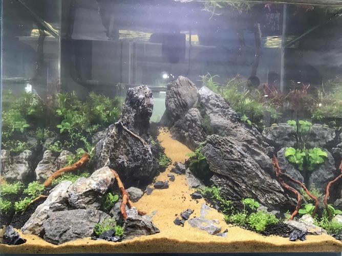 【校园喜报】我校学生在全国大学生第五届水族箱造景