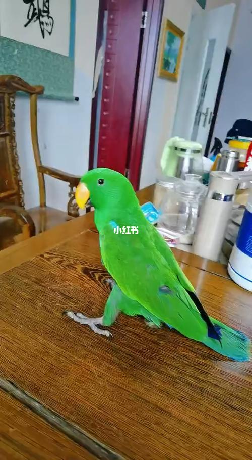 折中,_鹦鹉_宠物_宠物其他