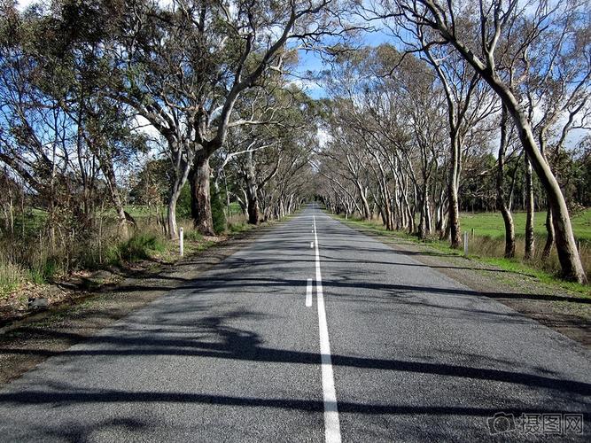 拱形的胶树南澳大利亚农村道路