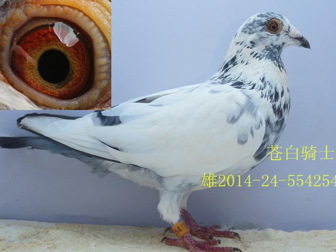 苍白骑士-落金赛鸽舍-中信网爱鸽商城