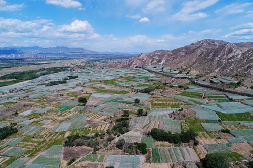 怀来县桑园镇万亩葡萄园