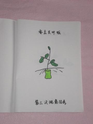 (6)一个生长周期后,引导幼儿整理,装订"蚕豆生长观察记录表",做成一