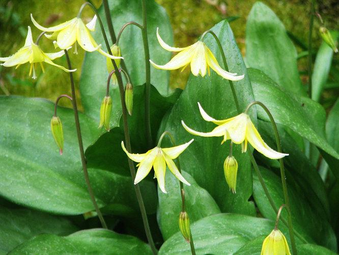 猪牙花属植物(erythronium)——草本植物1156