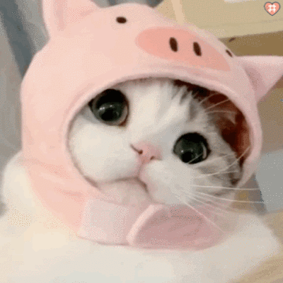 小泡芙表情包动图 猪猪泡芙也太可爱了!萌化了