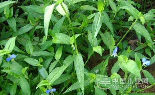 鸭舌草植物介绍鸭舌草图片大全