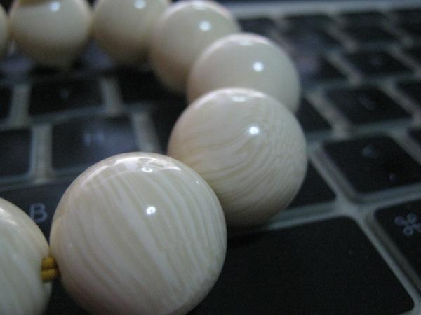 如何鉴别象牙果