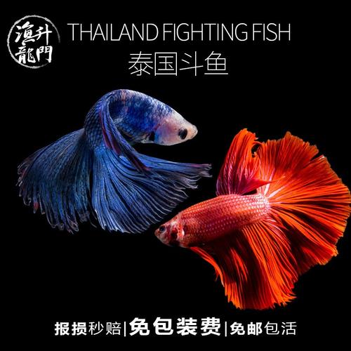 泰国斗鱼热带鱼将军半月狮王马尾赛级大耳进口斗鱼淡水观赏鱼易活