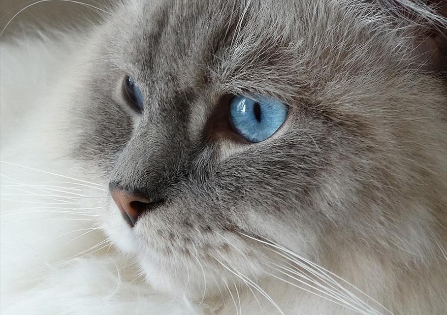 布偶猫眼睛特写