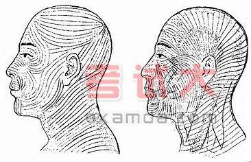 a 头面部朗氏线  b 头面部皮肤皱折线