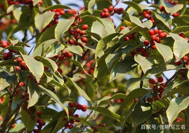 冬青果实冬季鲜红,叶片入药清热解毒,如何种植冬青树