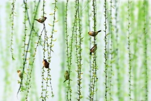 属于母亲的五月