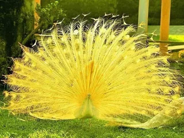 花孔雀开屏,热情似火,绚丽多彩.