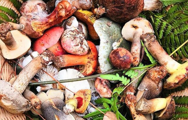 原创它是云南"最好吃"的蘑菇,雨后才有,味道鲜美,外地人却不敢吃