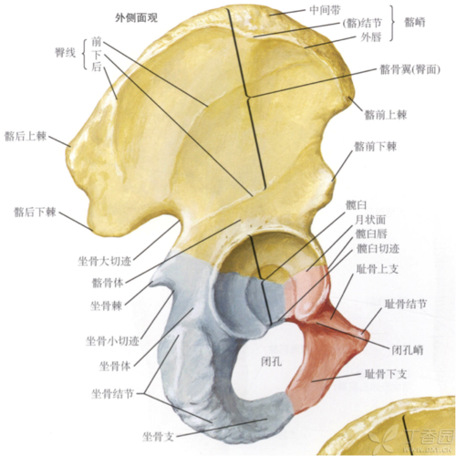 称 髂结节tubercleof iliac crest,它们都是重要的体表标志