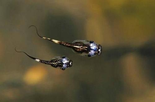 蝌蚪是青蛙,蟾蜍,鲵,蝾螈等两栖动物的幼体