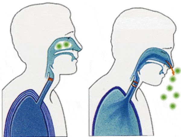 隆冬病毒肆虐,警惕呼吸道成为失守阵地