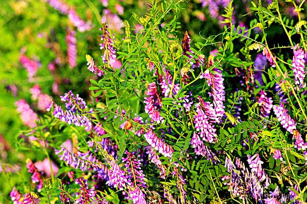 红花,绿肥,苕子