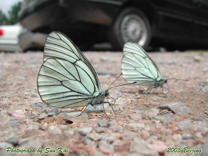  p>绢粉蝶(aporia crataegi linnaeus)是鳞翅目 a href="#">粉蝶科 /a