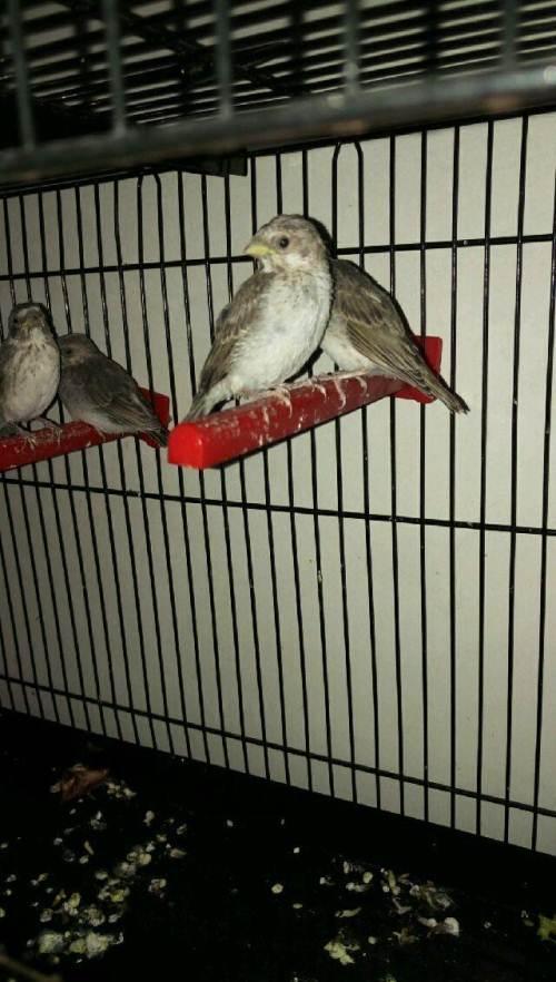 灰燕雏鸟接受预订