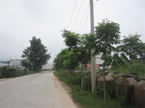 隆昌石燕桥镇 >> 石燕桥镇公路绿化换新装